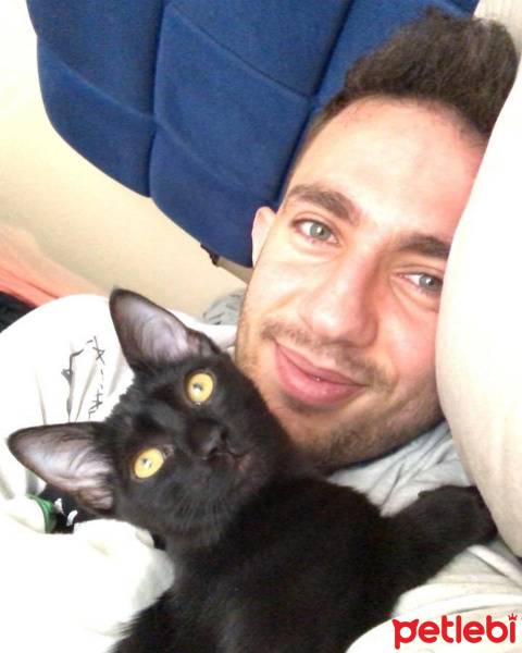 Bombay, Kedi  leo fotoğrafı