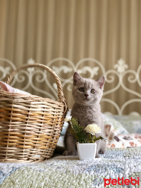 Ragamuffin, Kedi  İgor fotoğrafı