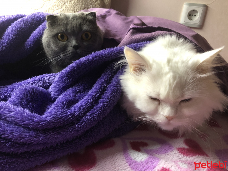 Ragamuffin, Kedi  Asya fotoğrafı