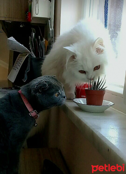 Ragamuffin, Kedi  Asya fotoğrafı