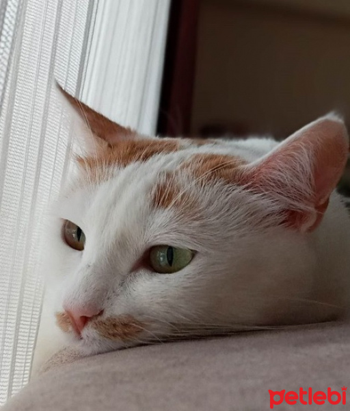Tekir Kedi, Kedi  Monica fotoğrafı