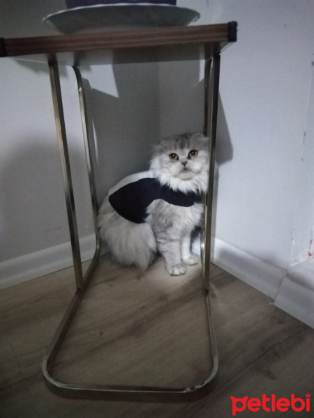 Scottish Fold, Kedi  Leyla fotoğrafı