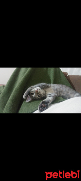 Tekir Kedi, Kedi  çita fotoğrafı