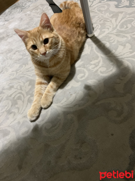Tekir Kedi, Kedi  Tekir fotoğrafı