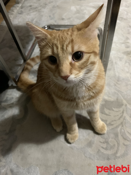 Tekir Kedi, Kedi  Tekir fotoğrafı