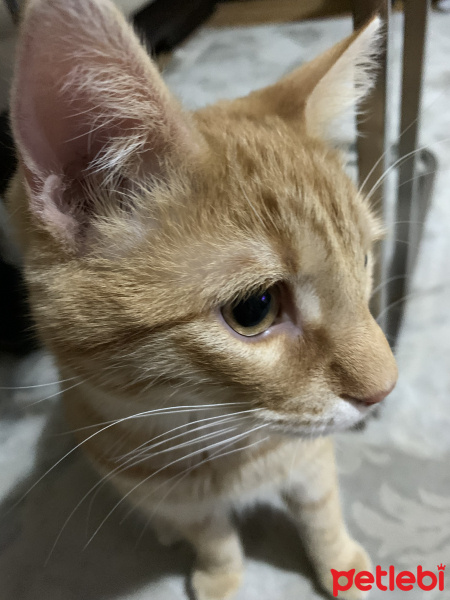 Tekir Kedi, Kedi  Tekir fotoğrafı