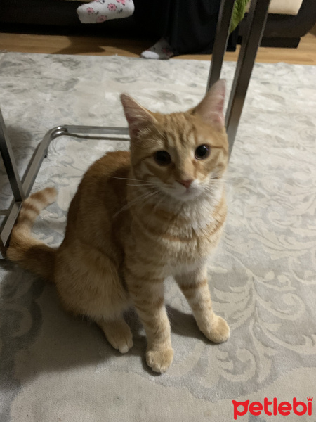 Tekir Kedi, Kedi  Tekir fotoğrafı