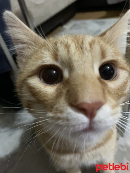 Tekir Kedi, Kedi  Tekir fotoğrafı