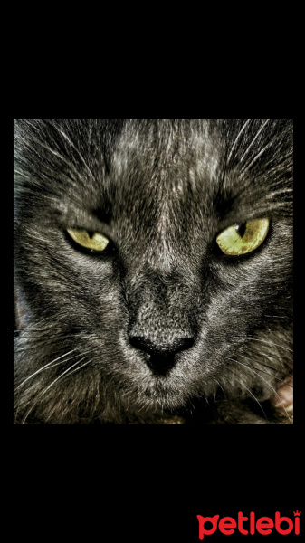 Norwegian Forest, Kedi  Lord fotoğrafı