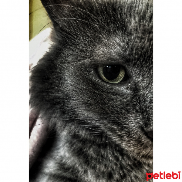 Norwegian Forest, Kedi  Lord fotoğrafı