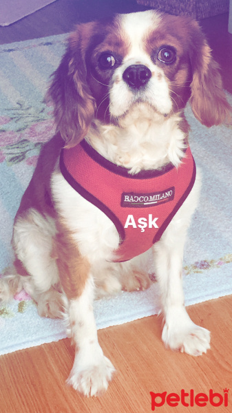 Cavalier King Charles Spanieli, Köpek  Pars fotoğrafı