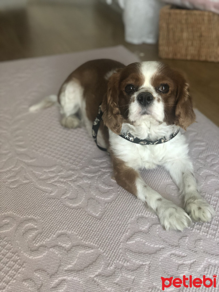 Cavalier King Charles Spanieli, Köpek  Pars fotoğrafı