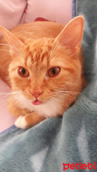 Sarman, Kedi  Findik fotoğrafı