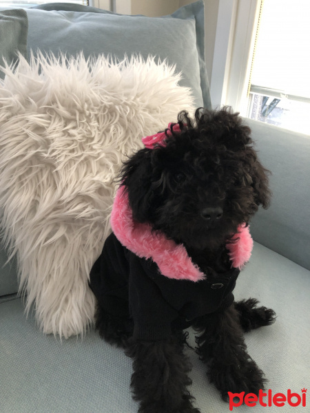 Poodle (Minyatür Kaniş), Köpek  Bitter fotoğrafı
