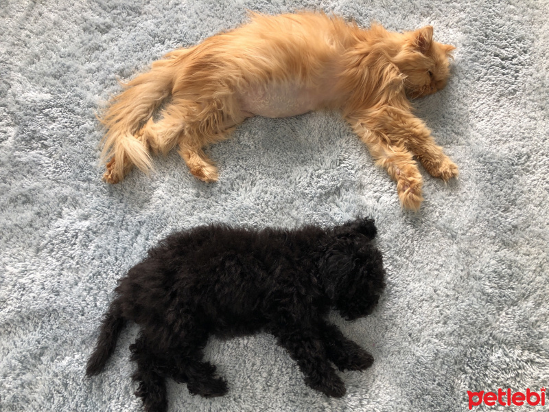Poodle (Minyatür Kaniş), Köpek  Bitter fotoğrafı