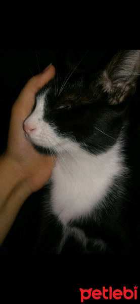 Tekir Kedi, Kedi  Şurup fotoğrafı