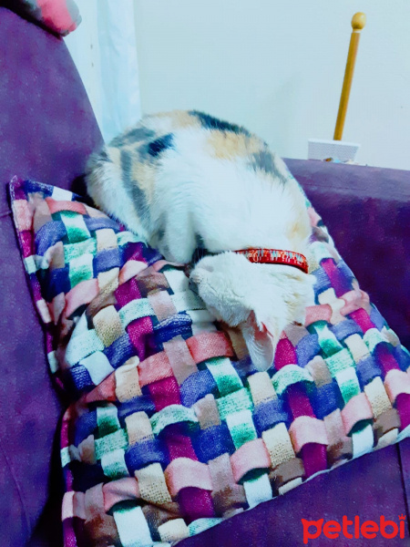 Abyssinian, Kedi  gece fotoğrafı