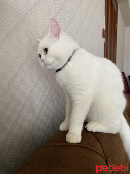 British Shorthair, Kedi  Behlül fotoğrafı