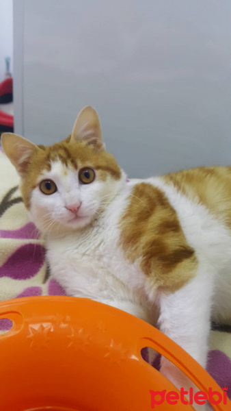 Tekir Kedi, Kedi  Tonton fotoğrafı