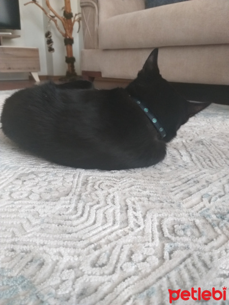 Tekir Kedi, Kedi  Umut fotoğrafı