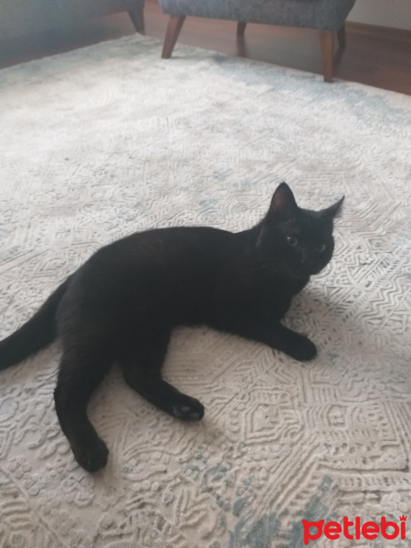 Tekir Kedi, Kedi  Umut fotoğrafı