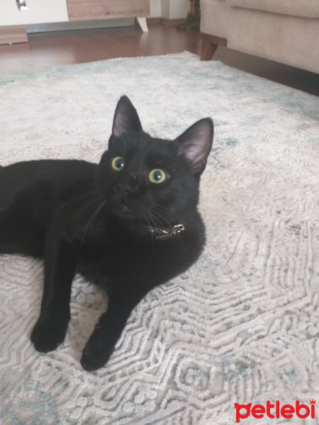 Tekir Kedi, Kedi  Umut fotoğrafı
