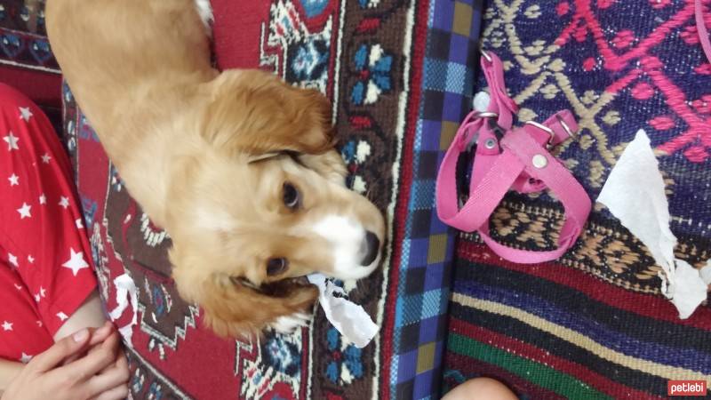 Amerikan Cocker Spaniel, Köpek  izmir fotoğrafı