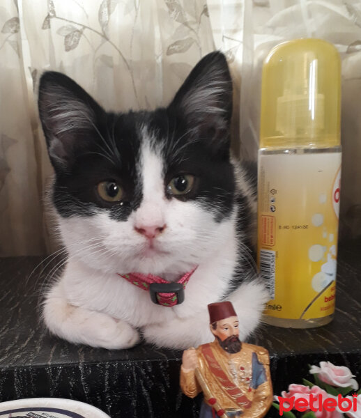 Tekir Kedi, Kedi  Felix fotoğrafı