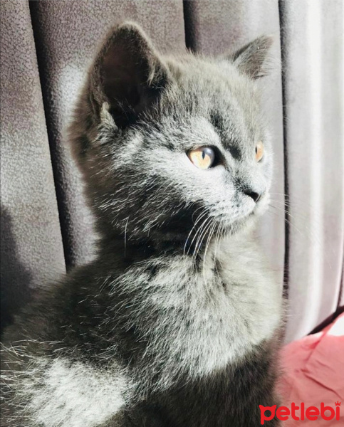British Shorthair, Kedi  Gece fotoğrafı