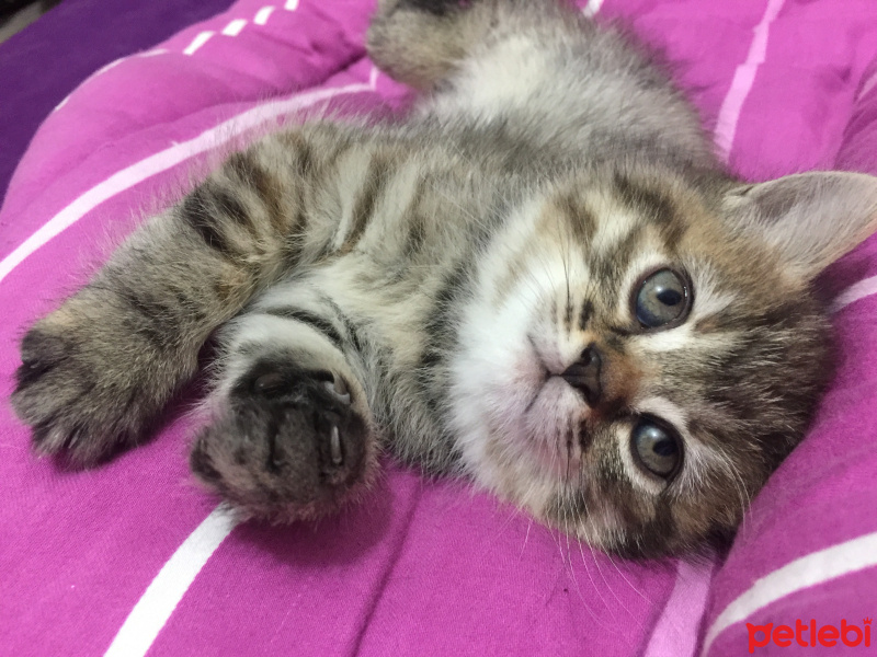 Bengal, Kedi  İsimsiz fotoğrafı