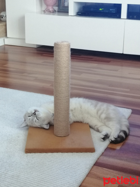 British Shorthair, Kedi  Leo fotoğrafı