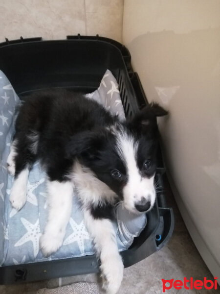 Border Collie, Köpek  Haru fotoğrafı