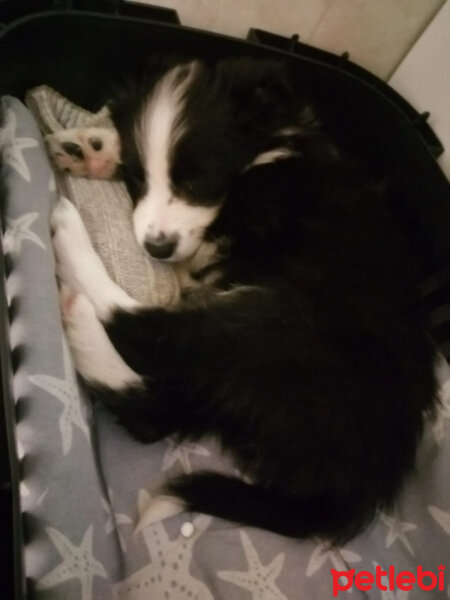 Border Collie, Köpek  Haru fotoğrafı