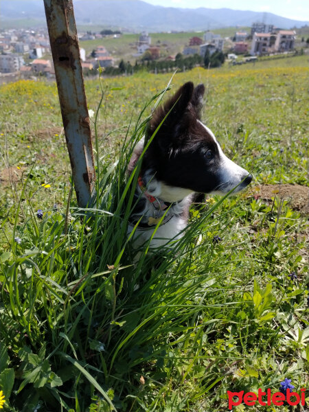 Border Collie, Köpek  Haru fotoğrafı