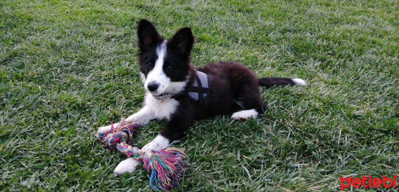 Border Collie, Köpek  Haru fotoğrafı