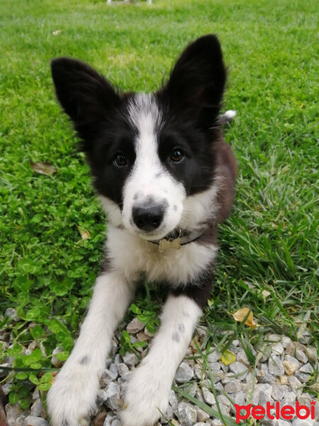 Border Collie, Köpek  Haru fotoğrafı