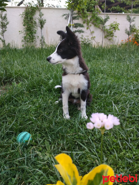 Border Collie, Köpek  Haru fotoğrafı