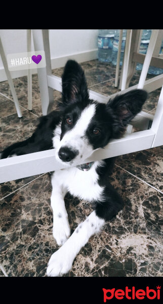 Border Collie, Köpek  Haru fotoğrafı