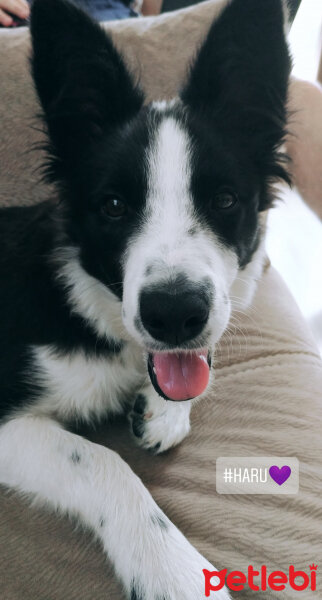 Border Collie, Köpek  Haru fotoğrafı