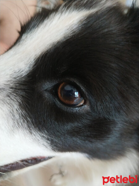 Border Collie, Köpek  Haru fotoğrafı