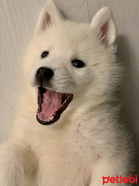 Samoyed, Köpek  Snow fotoğrafı