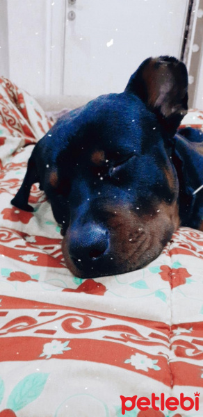 Rottweiler, Köpek  Hector fotoğrafı