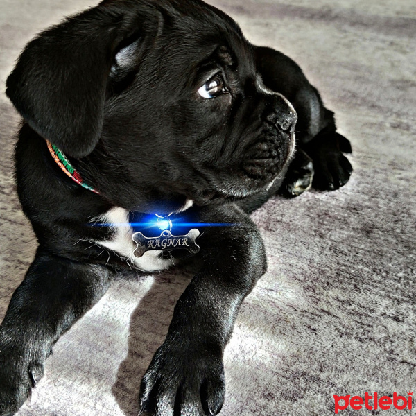 Cane Corso Italiano, Köpek  RAGNAR fotoğrafı
