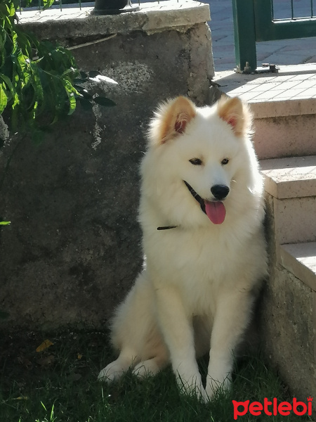 Samoyed, Köpek  Ares fotoğrafı