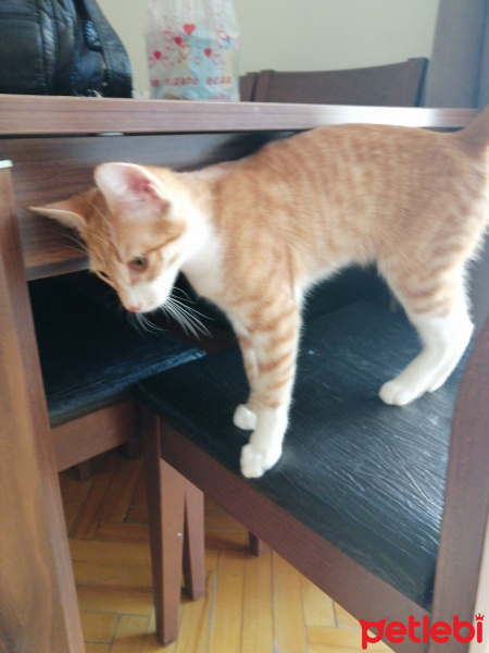 Sarman, Kedi  Limon portakal fotoğrafı