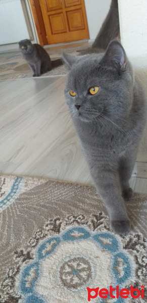 British Shorthair, Kedi  Mırmır fotoğrafı