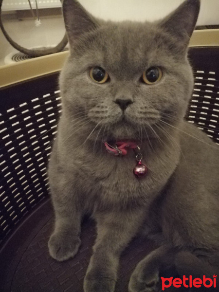 British Shorthair, Kedi  Mırmır fotoğrafı