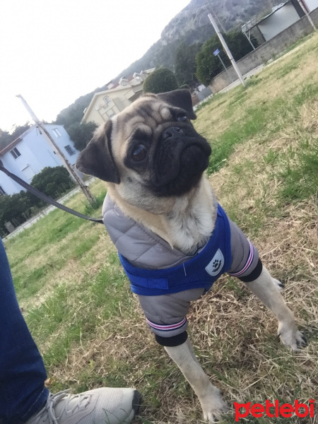 Pug, Köpek  Çapçup fotoğrafı