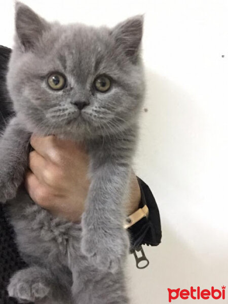 British Shorthair, Kedi  Bıdık fotoğrafı