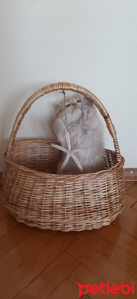 İran Kedisi (Persian), Kedi  Simba fotoğrafı